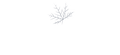 MapleSage-New-logo-without tagline-1-2