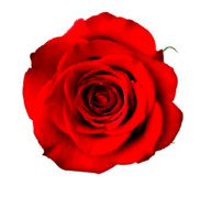 A rose by any other name may smell as sweet, but an ebook,